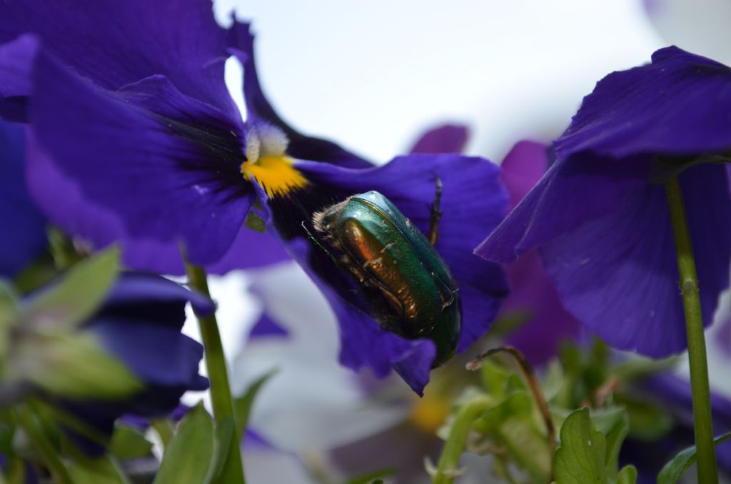 Cetonia aurata pisana - (Cetoniidae)